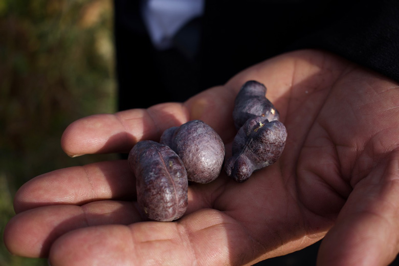 Wild Prosopis farcta, known in English as ‘Syrian mesquite’ and in Kurdish as ‘charnook’, grows amid the olive trees and makes a tasty snack.